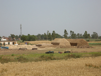 Farmland is being seen following wheat harvesting in Najibabad, Uttar Pradesh, India, on April 19, 2024. (