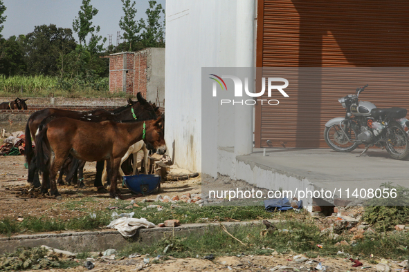 Donkeys are standing outside a small shop in Najibabad, Uttar Pradesh, India, on April 19, 2024. 