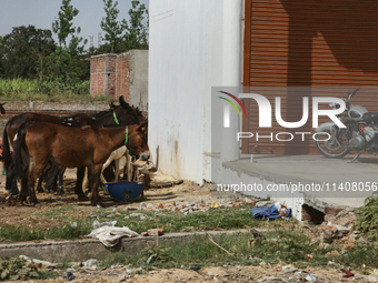 Donkeys are standing outside a small shop in Najibabad, Uttar Pradesh, India, on April 19, 2024. (