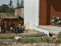 Donkeys are standing outside a small shop in Najibabad, Uttar Pradesh, India, on April 19, 2024. (