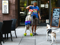 A man plays with a dog in Washington, DC in the United States of America on July 9th, 2024. (