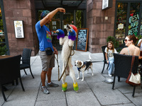 A man plays with a dog in Washington, DC in the United States of America on July 9th, 2024. (