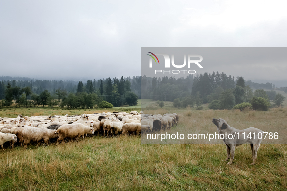 Sheep graze at sunrise in Bialka (about 1200m above sea level) in high Tatra mountains in Poland on July 15, 2024. Sheep grazing is a centur...