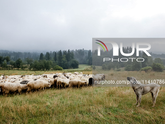 Sheep graze at sunrise in Bialka (about 1200m above sea level) in high Tatra mountains in Poland on July 15, 2024. Sheep grazing is a centur...