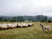 Sheep graze at sunrise in Bialka (about 1200m above sea level) in high Tatra mountains in Poland on July 15, 2024. Sheep grazing is a centur...