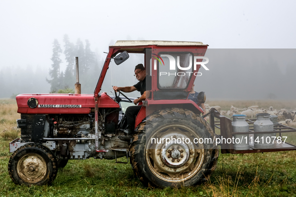 Marek drives sheep milk to a village after milking at sunrise in Bialka (about 1200m above sea level) in high Tatra mountains in Poland on J...