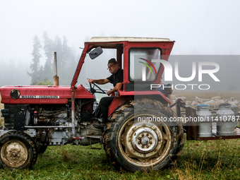 Marek drives sheep milk to a village after milking at sunrise in Bialka (about 1200m above sea level) in high Tatra mountains in Poland on J...