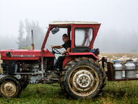 Marek drives sheep milk to a village after milking at sunrise in Bialka (about 1200m above sea level) in high Tatra mountains in Poland on J...