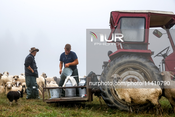 Adrian, son of Baca Krzysztof Las (a traditional Polish Carpathian mountains shepherd) prepares milk after sheep milking at sunrise in Bialk...