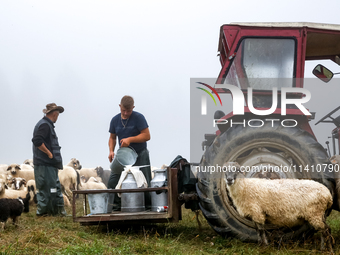 Adrian, son of Baca Krzysztof Las (a traditional Polish Carpathian mountains shepherd) prepares milk after sheep milking at sunrise in Bialk...