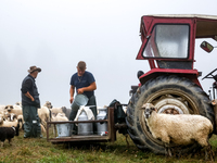 Adrian, son of Baca Krzysztof Las (a traditional Polish Carpathian mountains shepherd) prepares milk after sheep milking at sunrise in Bialk...