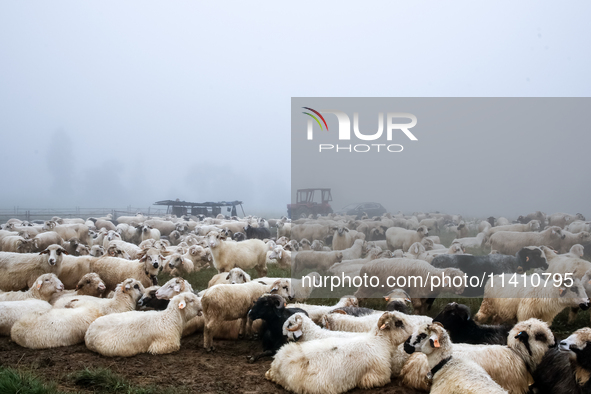 Sheep graze at sunrise in Bialka (about 1200m above sea level) in high Tatra mountains, Tatra National Park in Poland on July 15, 2024. Shee...