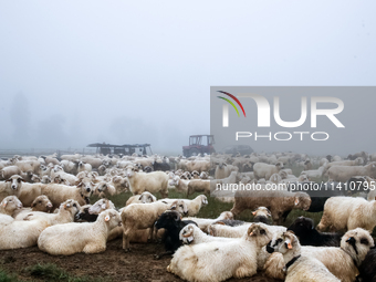 Sheep graze at sunrise in Bialka (about 1200m above sea level) in high Tatra mountains, Tatra National Park in Poland on July 15, 2024. Shee...