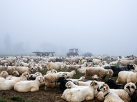 Sheep graze at sunrise in Bialka (about 1200m above sea level) in high Tatra mountains, Tatra National Park in Poland on July 15, 2024. Shee...