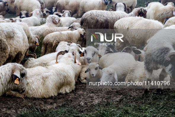 Sheep graze at sunrise in Bialka (about 1200m above sea level) in high Tatra mountains, Tatra National Park in Poland on July 15, 2024. Shee...