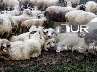 Sheep graze at sunrise in Bialka (about 1200m above sea level) in high Tatra mountains, Tatra National Park in Poland on July 15, 2024. Shee...