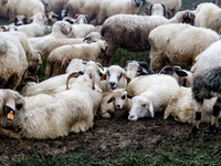 Sheep graze at sunrise in Bialka (about 1200m above sea level) in high Tatra mountains, Tatra National Park in Poland on July 15, 2024. Shee...