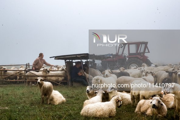 Iwona helps to queue sheep for milking at sunrise in Bialka (about 1200m above sea level) in high Tatra mountains, Tatra National Park in Po...