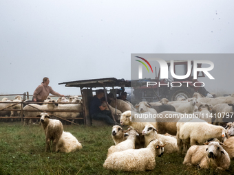 Iwona helps to queue sheep for milking at sunrise in Bialka (about 1200m above sea level) in high Tatra mountains, Tatra National Park in Po...