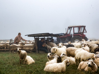 Iwona helps to queue sheep for milking at sunrise in Bialka (about 1200m above sea level) in high Tatra mountains, Tatra National Park in Po...