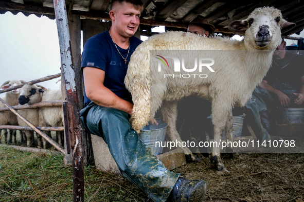 Adrian, son of Baca Krzysztof Las (a traditional Polish Carpathian mountains shepherd) milks a sheep at sunrise in Bialka (about 1200m above...