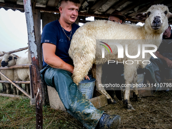 Adrian, son of Baca Krzysztof Las (a traditional Polish Carpathian mountains shepherd) milks a sheep at sunrise in Bialka (about 1200m above...