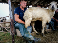 Adrian, son of Baca Krzysztof Las (a traditional Polish Carpathian mountains shepherd) milks a sheep at sunrise in Bialka (about 1200m above...