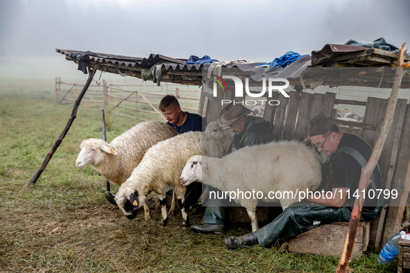 Adrian, son of Baca Krzysztof Las (a traditional Polish Carpathian mountains shepherd), Wojtek and Marek (Juhas) milk sheep at sunrise in Bi...