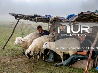 Adrian, son of Baca Krzysztof Las (a traditional Polish Carpathian mountains shepherd), Wojtek and Marek (Juhas) milk sheep at sunrise in Bi...