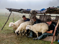 Adrian, son of Baca Krzysztof Las (a traditional Polish Carpathian mountains shepherd), Wojtek and Marek (Juhas) milk sheep at sunrise in Bi...