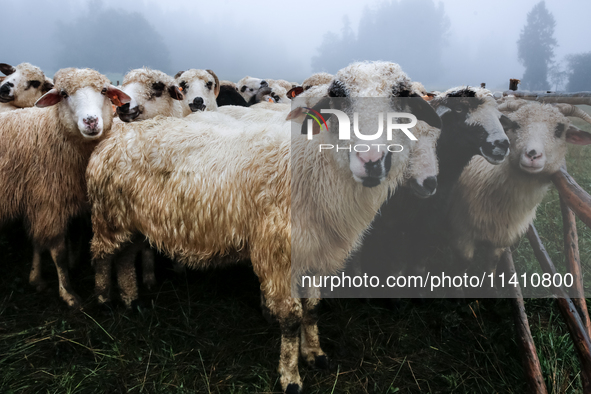 Sheep graze at sunrise in Bialka (about 1200m above sea level) in high Tatra mountains, Tatra National Park in Poland on July 15, 2024. Shee...