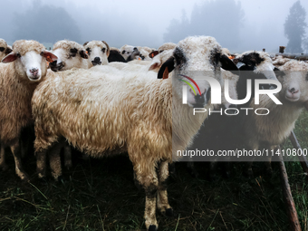 Sheep graze at sunrise in Bialka (about 1200m above sea level) in high Tatra mountains, Tatra National Park in Poland on July 15, 2024. Shee...