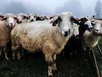 Sheep graze at sunrise in Bialka (about 1200m above sea level) in high Tatra mountains, Tatra National Park in Poland on July 15, 2024. Shee...