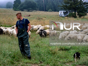 Adrian, son of Baca Krzysztof Las (a traditional Polish Carpathian mountains shepherd), takes sheep for grazing in Bialka (about 1200m above...