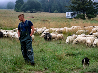 Adrian, son of Baca Krzysztof Las (a traditional Polish Carpathian mountains shepherd), takes sheep for grazing in Bialka (about 1200m above...