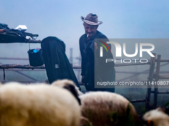 Wojtek, Juhas (a traditional Polish Carpathian mountains shepherd) smokes a cigarette as he milks sheep at sunrise in Bialka (about 1200m ab...