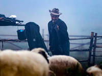 Wojtek, Juhas (a traditional Polish Carpathian mountains shepherd) smokes a cigarette as he milks sheep at sunrise in Bialka (about 1200m ab...