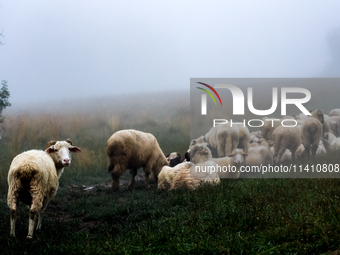 Sheep graze at sunrise in Bialka (about 1200m above sea level) in high Tatra mountains, Tatra National Park in Poland on July 15, 2024. Shee...