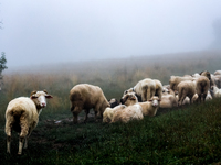 Sheep graze at sunrise in Bialka (about 1200m above sea level) in high Tatra mountains, Tatra National Park in Poland on July 15, 2024. Shee...