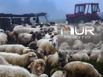 Sheep graze at sunrise in Bialka (about 1200m above sea level) in high Tatra mountains, Tatra National Park in Poland on July 15, 2024. Shee...