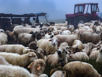 Sheep graze at sunrise in Bialka (about 1200m above sea level) in high Tatra mountains, Tatra National Park in Poland on July 15, 2024. Shee...