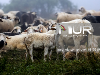 Sheep graze at sunrise in Bialka (about 1200m above sea level) in high Tatra mountains in Poland on July 15, 2024. Sheep grazing is a centur...