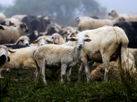 Sheep graze at sunrise in Bialka (about 1200m above sea level) in high Tatra mountains in Poland on July 15, 2024. Sheep grazing is a centur...