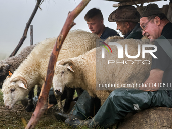 Adrian, son of Baca Krzysztof Las (a traditional Polish Carpathian mountains shepherd), Wojtek and Marek (Juhas) milk sheep at sunrise in Bi...