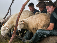 Adrian, son of Baca Krzysztof Las (a traditional Polish Carpathian mountains shepherd), Wojtek and Marek (Juhas) milk sheep at sunrise in Bi...