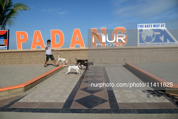 A man is walking his dogs near the Padang beach in West Sumatra, Indonesia, on July 15, 2024. 