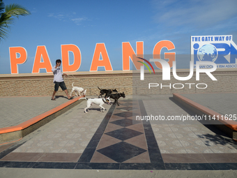 A man is walking his dogs near the Padang beach in West Sumatra, Indonesia, on July 15, 2024. (