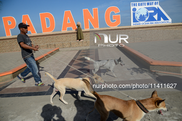 A man is walking his dogs near the Padang beach in West Sumatra, Indonesia, on July 15, 2024. 