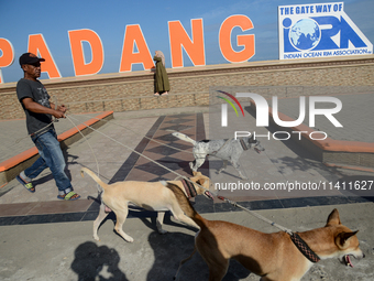 A man is walking his dogs near the Padang beach in West Sumatra, Indonesia, on July 15, 2024. (