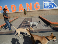 A man is walking his dogs near the Padang beach in West Sumatra, Indonesia, on July 15, 2024. (